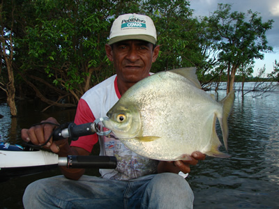 big pacu